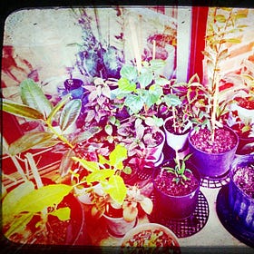 Plant In-sanity