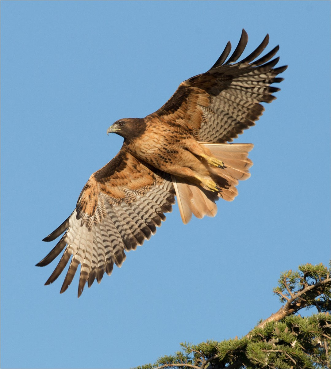 Red-tail hawk patrolling the airspace.
