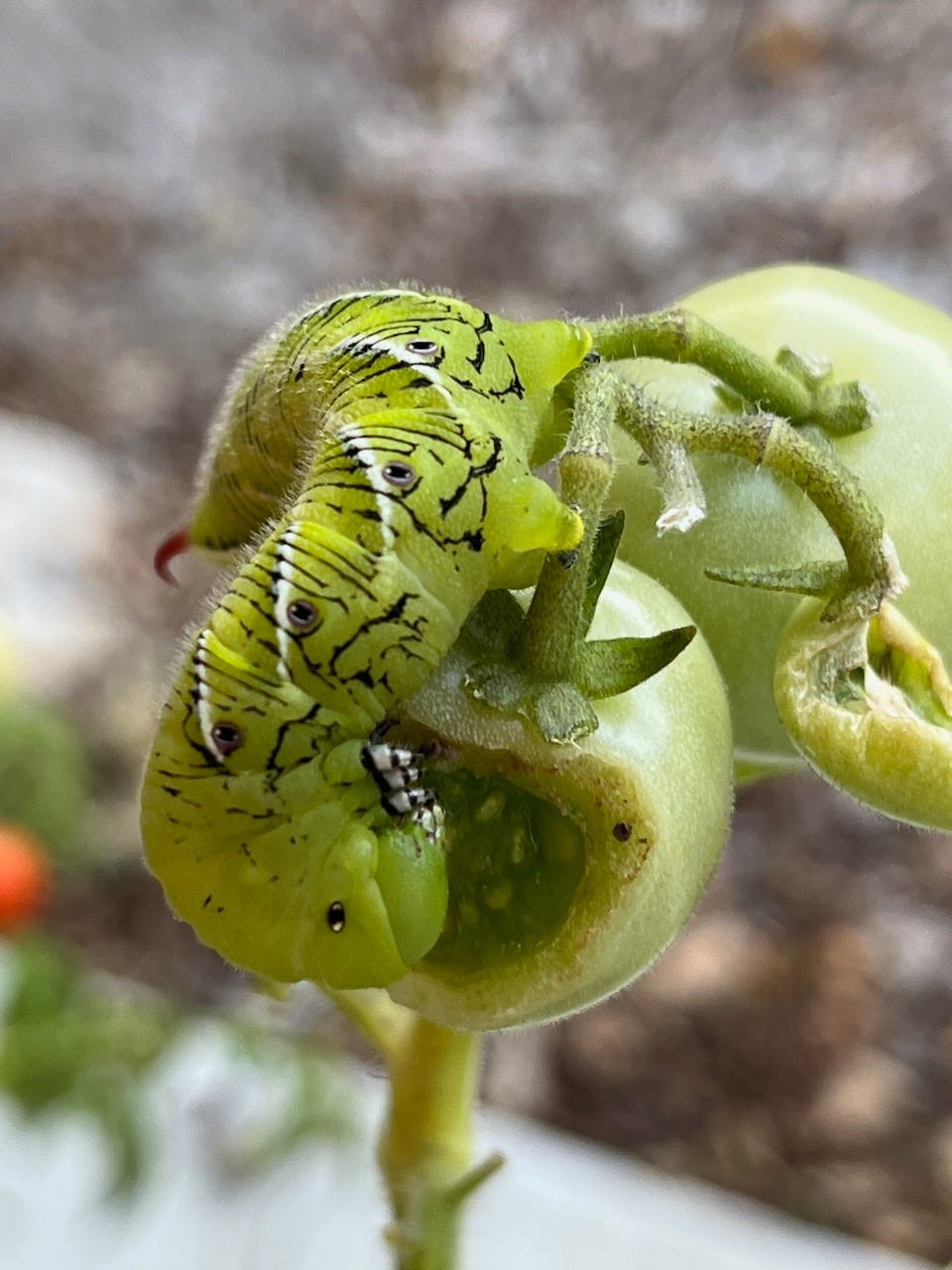 Who's Eating the Tomatoes?
