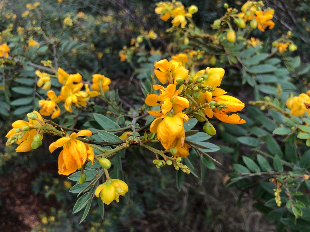Fedegoso-do-mato (Senna cana) · BioDiversity4All