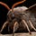 Flight of the Black-and-White Moth