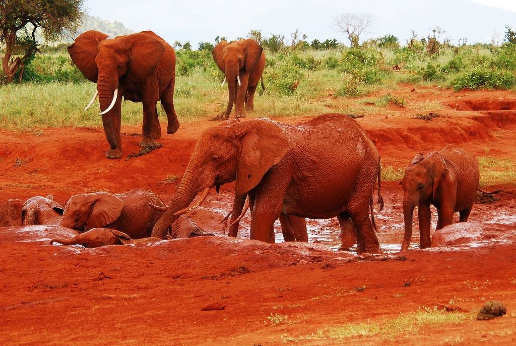 The Red Elephants of Kenya | The Ark In Space