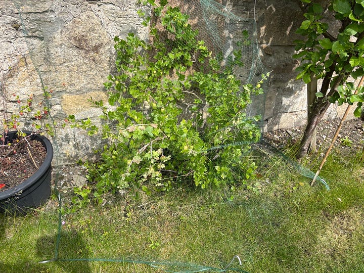 Gooseberry Bushes