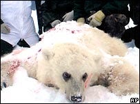 polargrizzlyhybrid polargrizzlyhybrid
