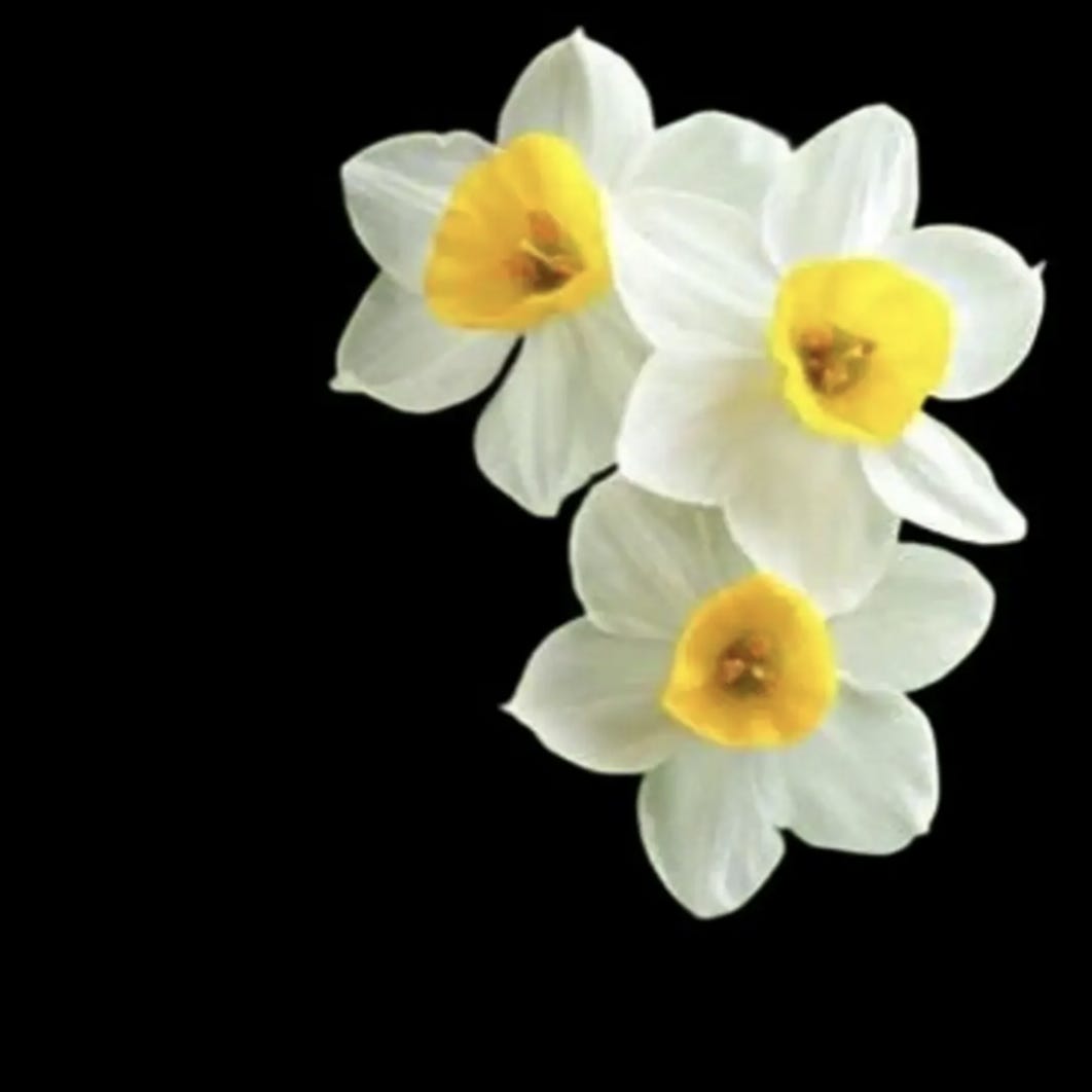 indro’s Newsletter