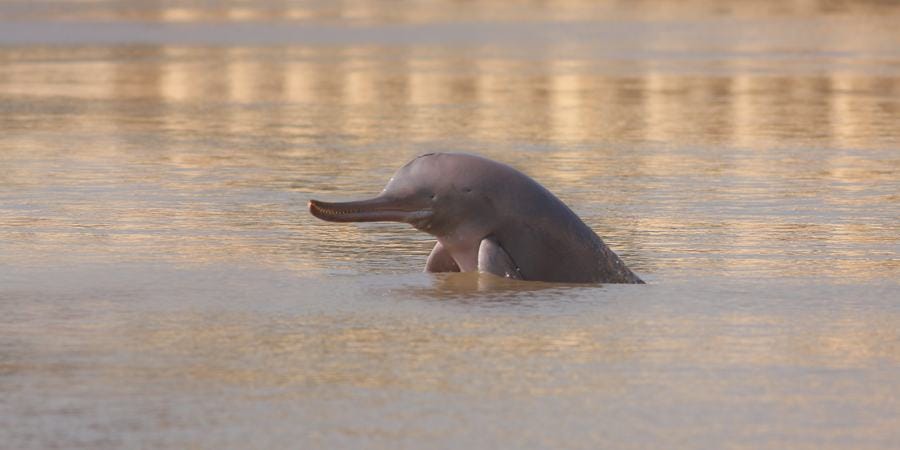 An Indus River dolphin pops out of the water.