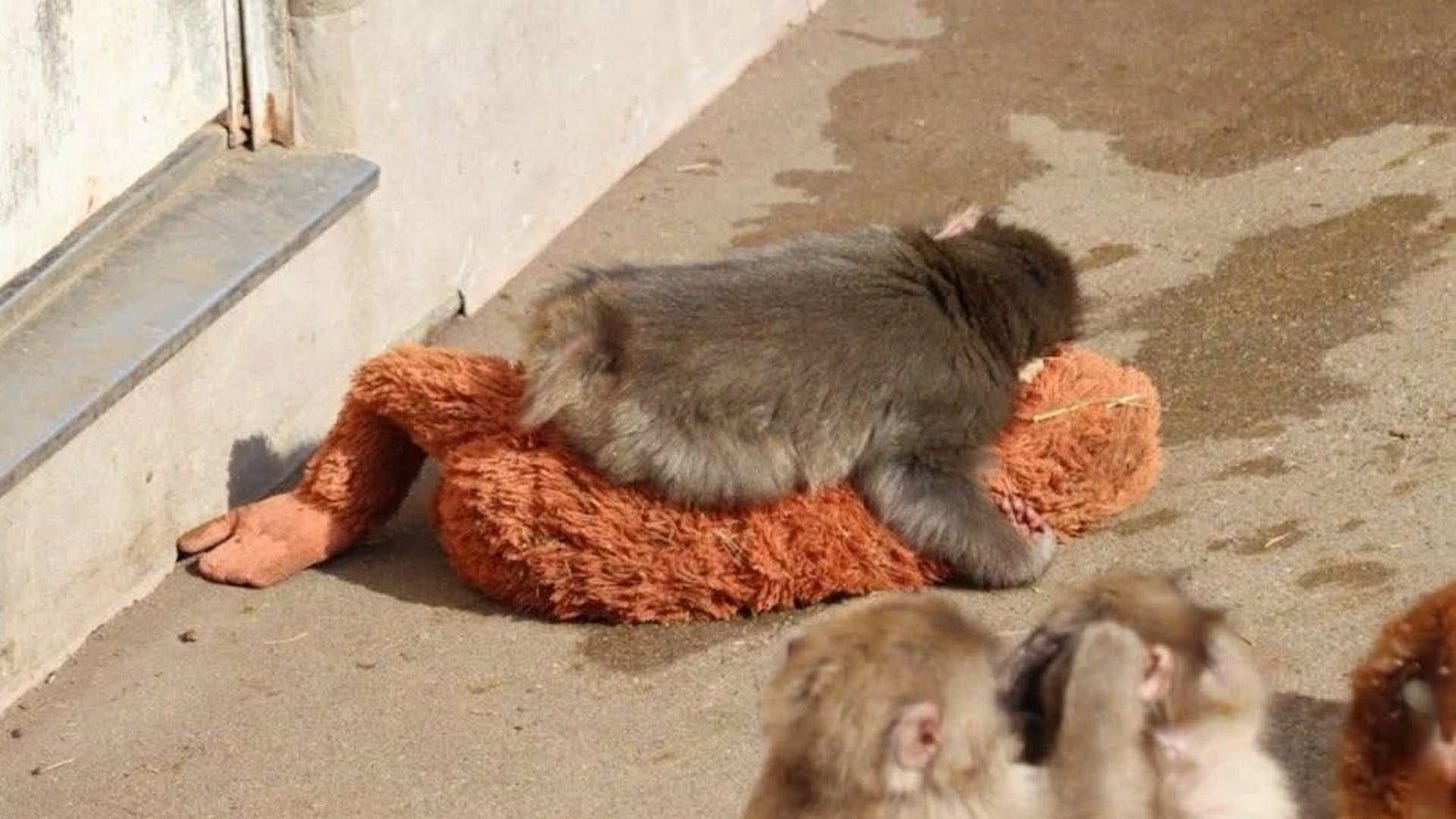 Viral baby monkey Punch: The emotional story breaking the internet —  PrestigeOnline Singapore