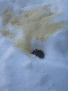 mr mousey snow picnic