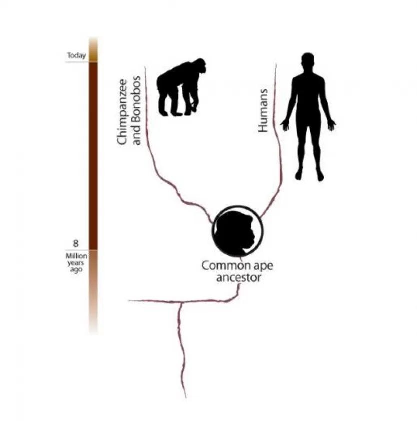 figure showing evolution from 8 million years ago to today and showing the common ape ancestor between chimpanzees and bonobos and humans
