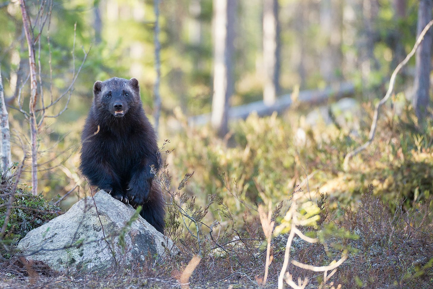 selective focus photography of black 4-legged wolverine animal in forest