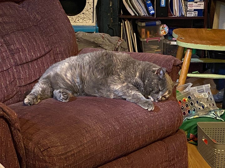 Seven photos of Dilly, a dilute tortoiseshell cat, in various poses.