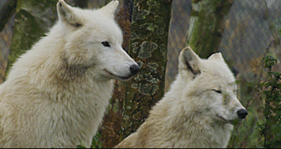 This may contain: two white wolfs standing next to each other