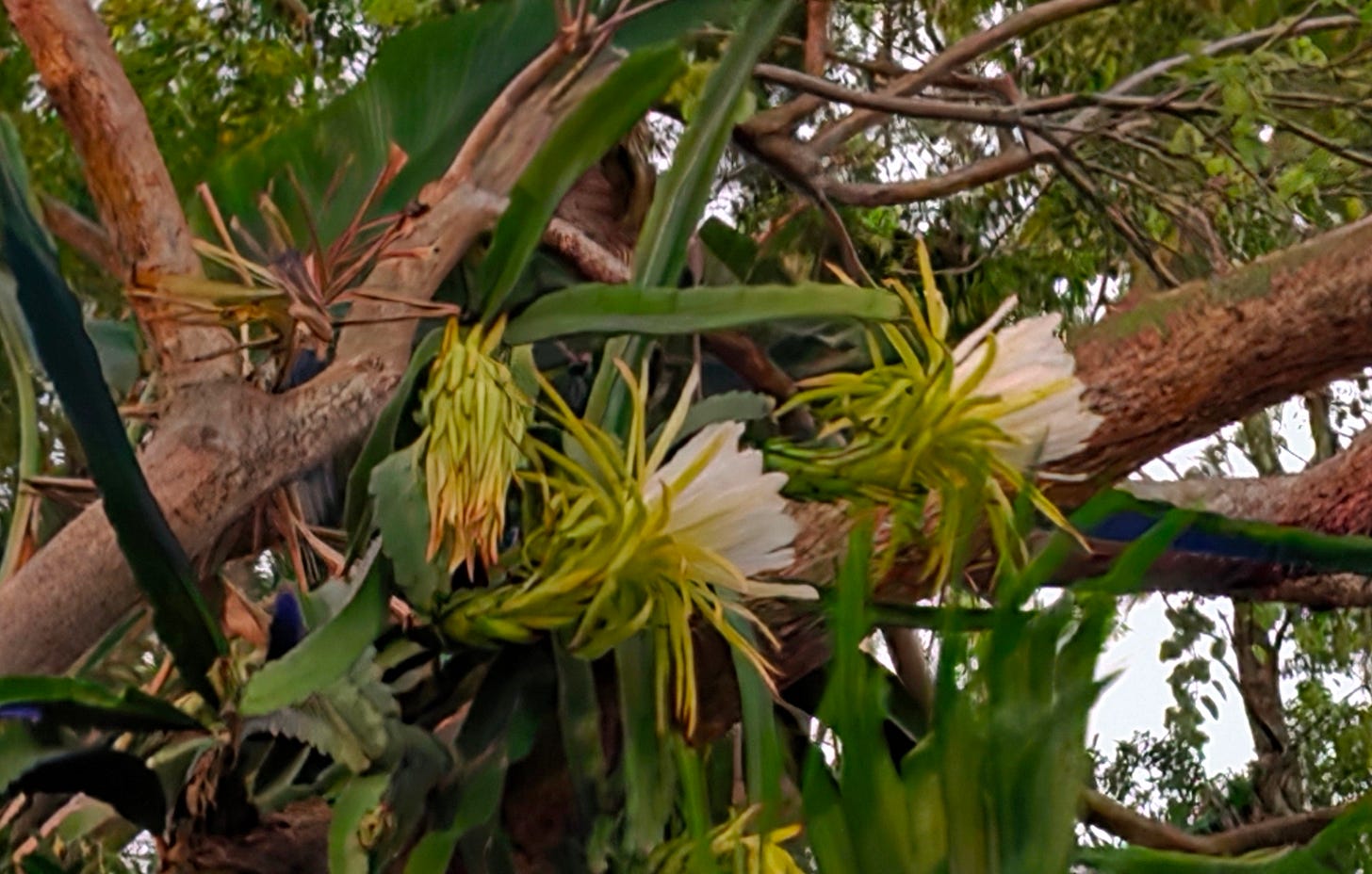 large white flowers on a climbing cactus hanging off a tree with reddish, peeling bark.