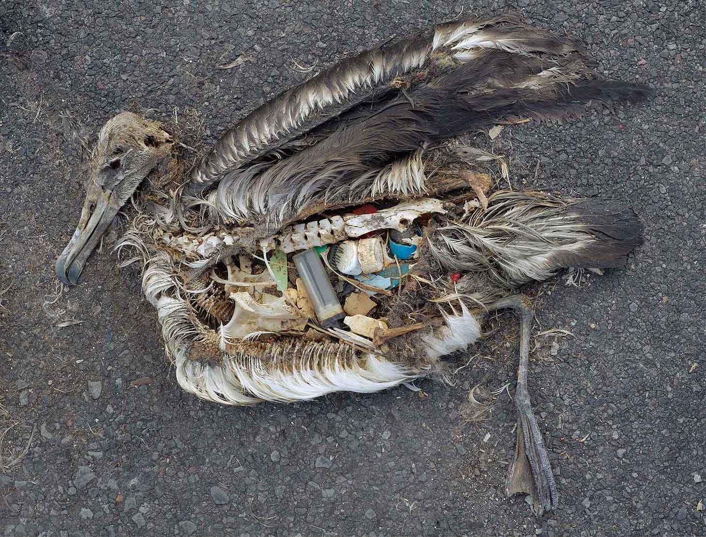 carcass of baby albatross with plastic in gut