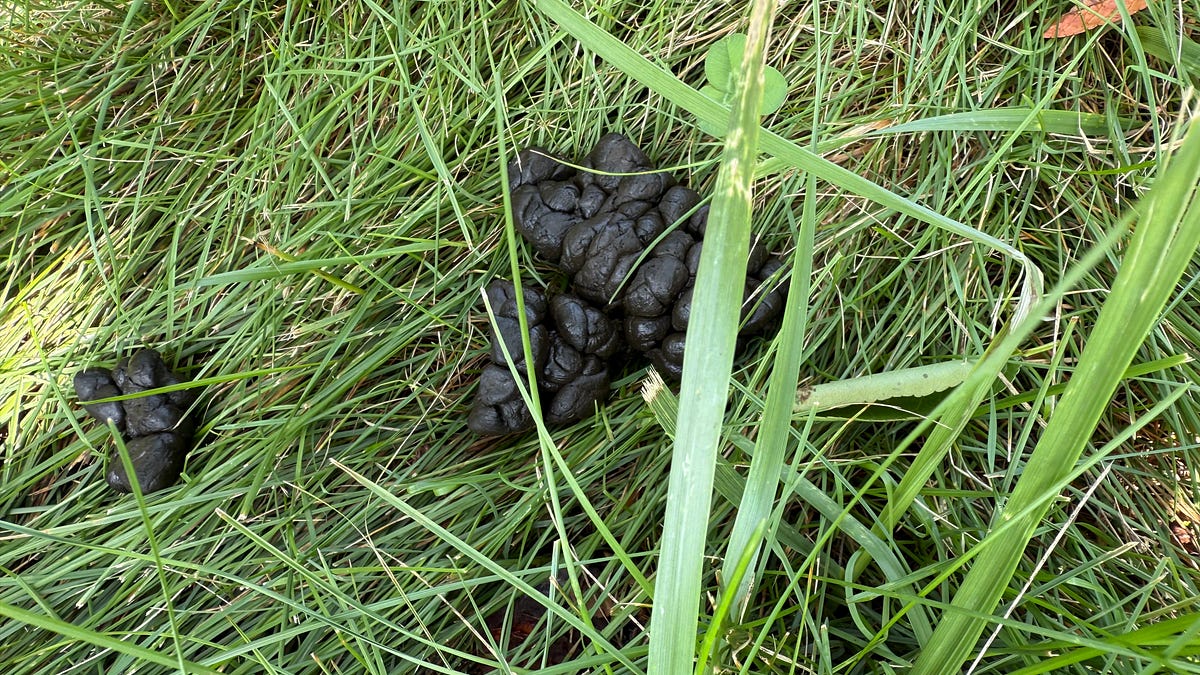 Homesteading: The Great Unlearning