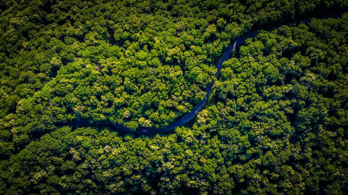 Rainforest from a drone shot