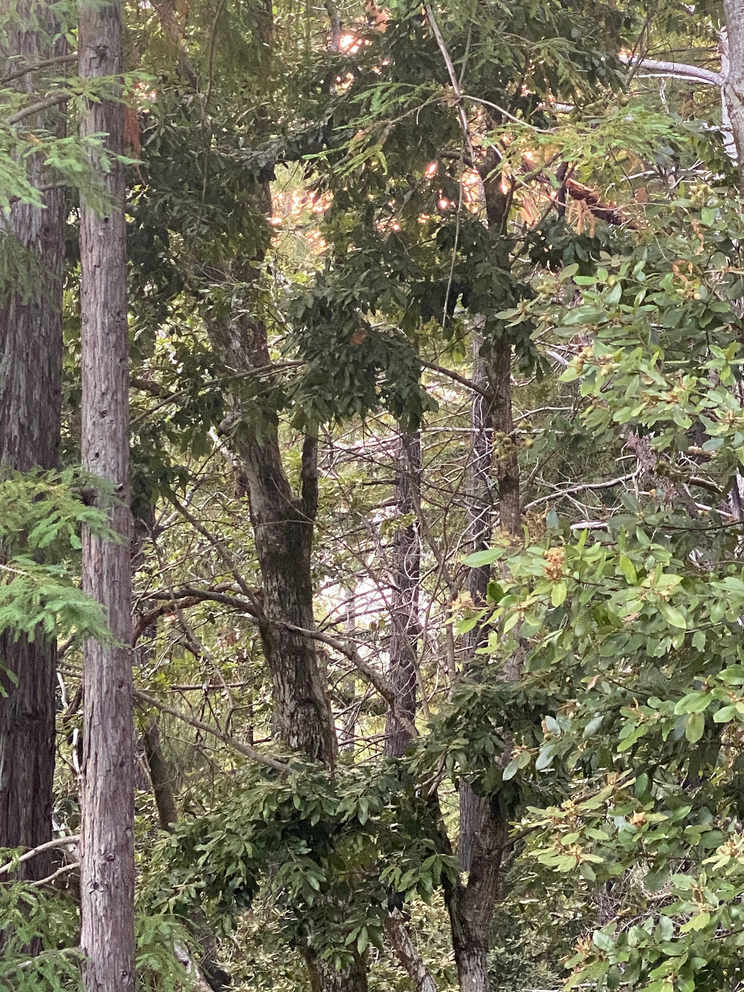 Reddish and whitish light glowing in the gaps in thick redwood and oak forest Reddish and whitish light glowing in the gaps in thick redwood and oak forest