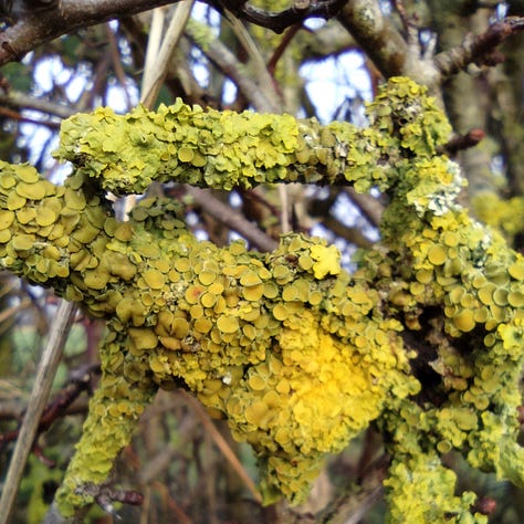 Two images of ivy, one with mature, rounded leaves seen growing on stems with berries, one image of lobed leaves, younger leaves, with very sharply defined lobes. One image a close up, of yellow lichen showing an incredible level of detail and texture.