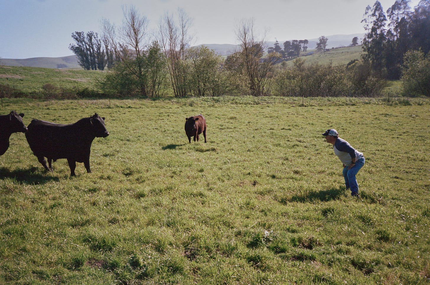 Loren Poncia faces his bull