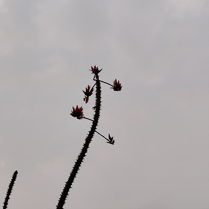 Assorted flowers on hillside