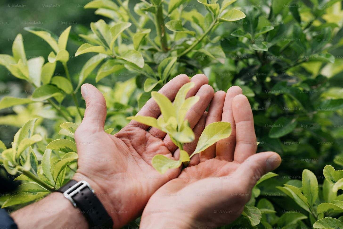 Hands cradle delicate green leaves.