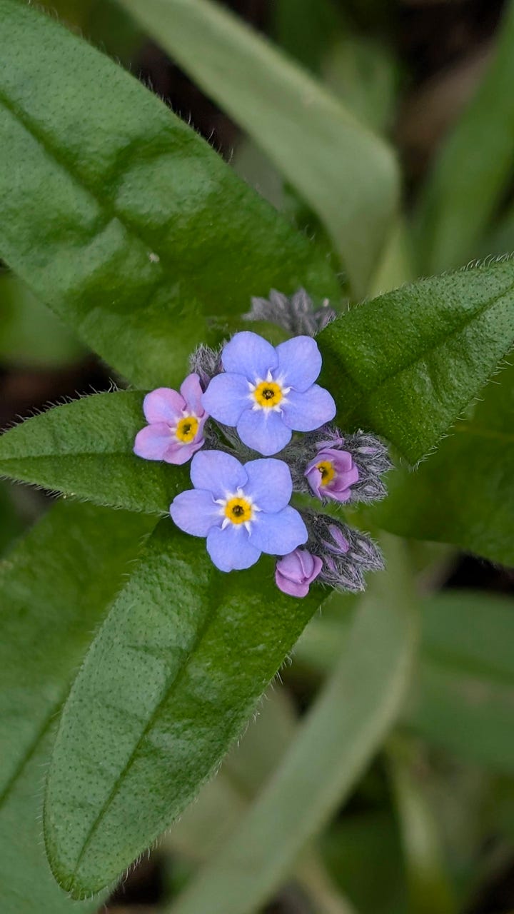 Spring flowers and two visitors - a bluetit at the window and a hedgehog in the garden
