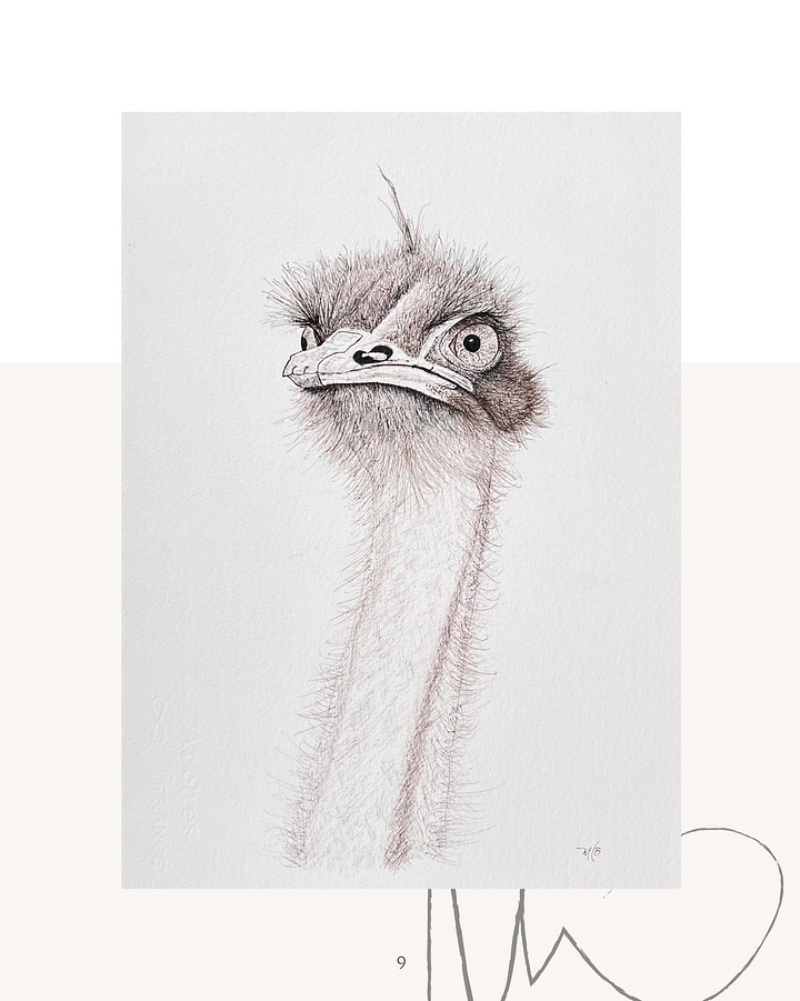 wildlife portraits, ink on paper