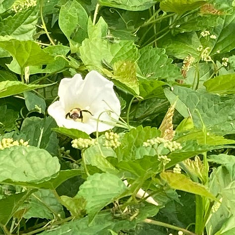 wildflowers on the Crabtree Creek Trail