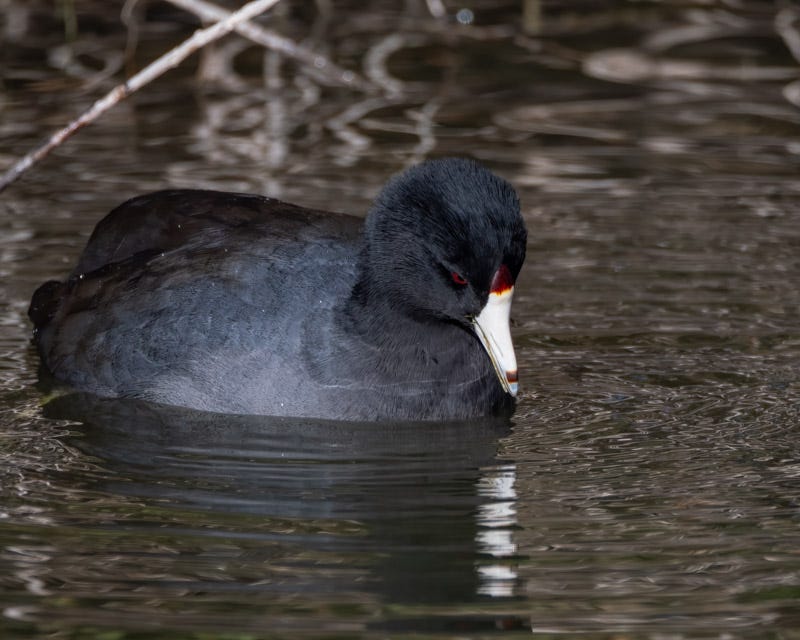 20241105-ElRio-214-Edit.jpg 20241105-ElRio-214-Edit.jpg