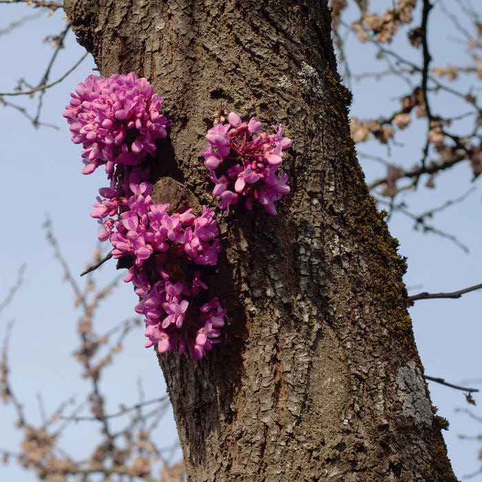 Meeting with a Judas Tree | Duval Timothy