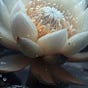 The Lotus...'s avatar