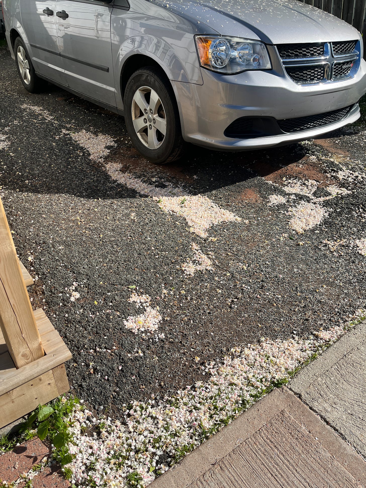 our mini van sitting on our driveway with thousands of whitish pinkish flower petals all over the ground and dash our mini van sitting on our driveway with thousands of whitish pinkish flower petals all over the ground and dash