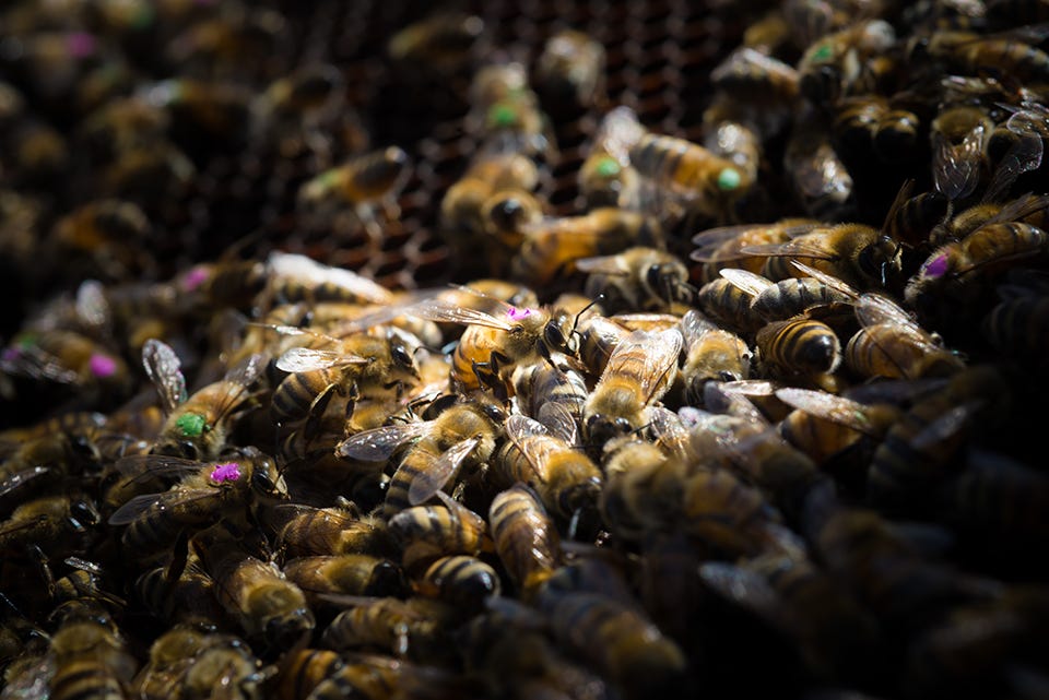 Image of honey bees. Image of honey bees.
