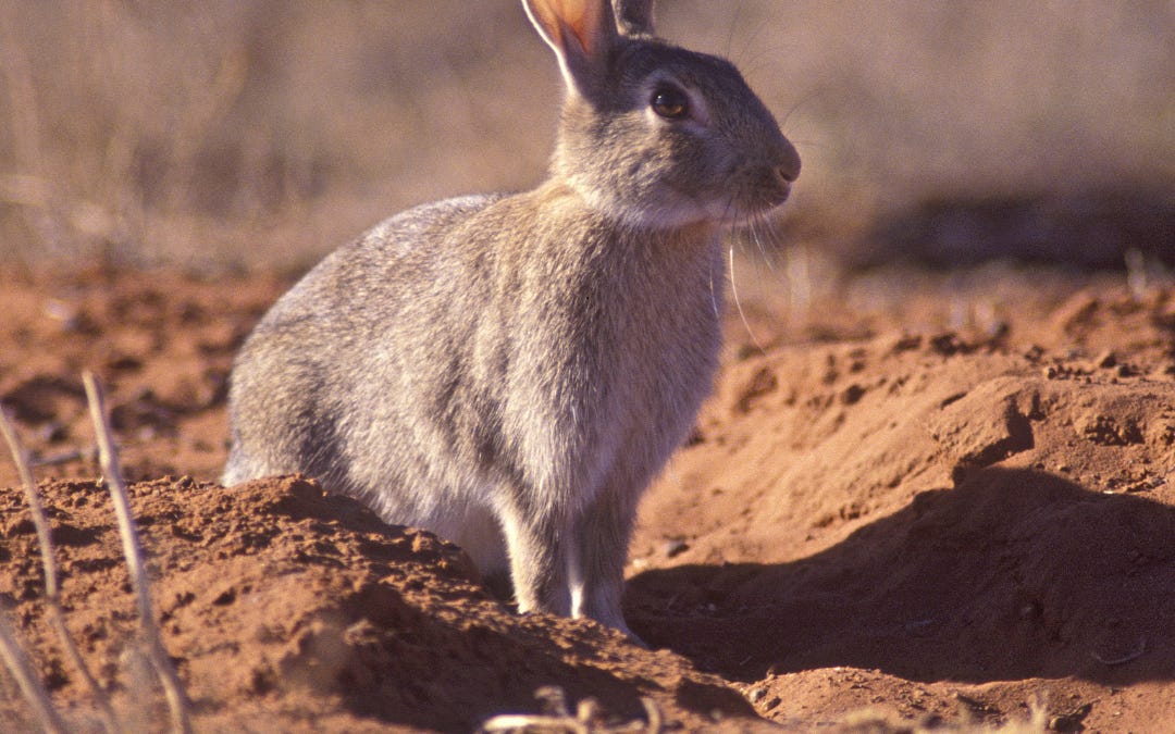 When Humans Introduce an Animal, Why Do We Blame the Animal?