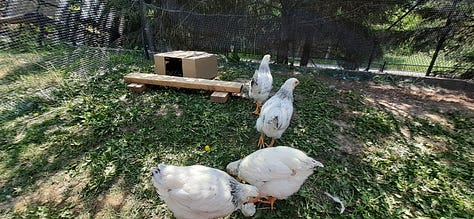 Pine pollen, gardenias, lucious lawn, raising teenage chickens, buidling vegetable beds