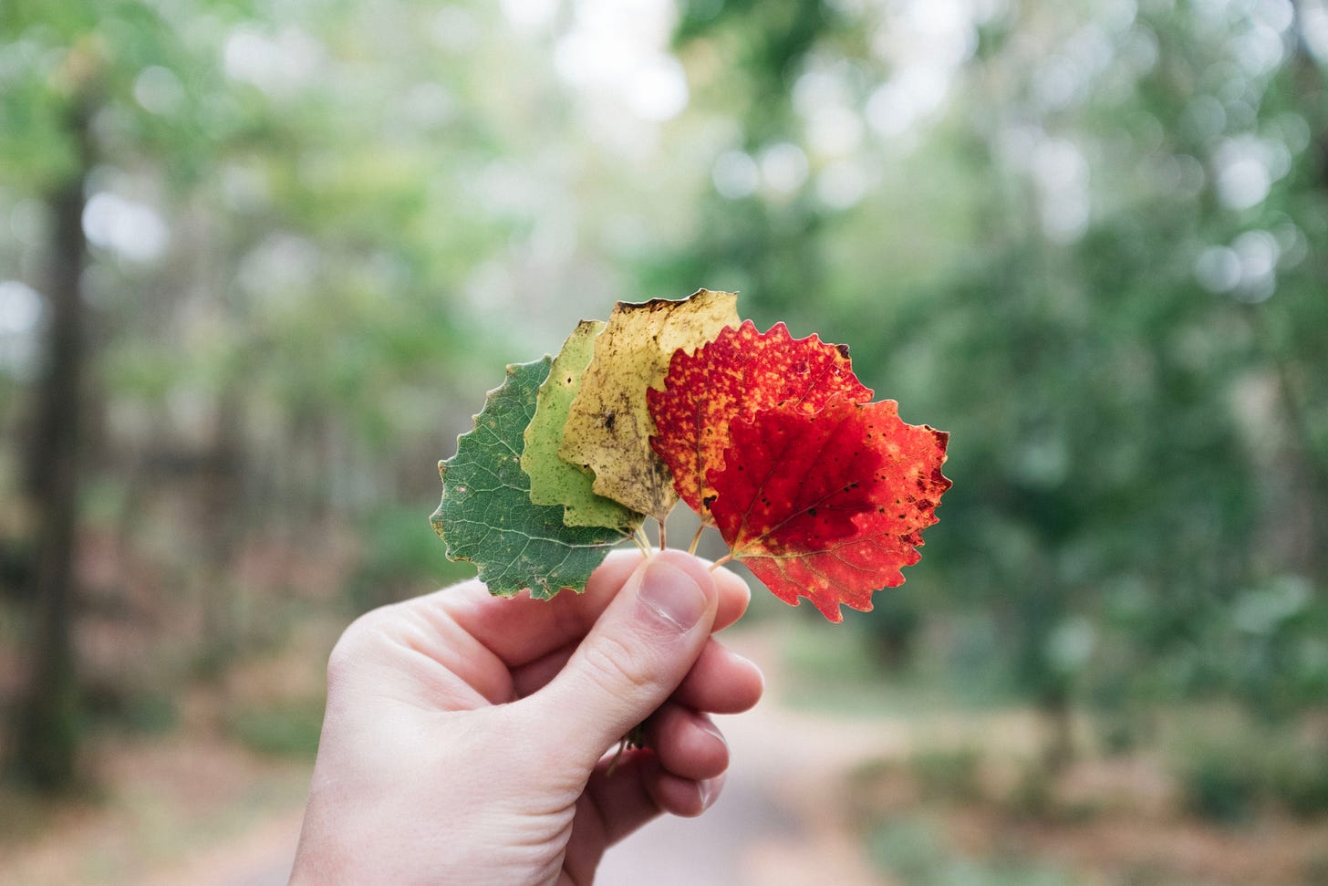 Changing leaves from green to red Changing leaves from green to red