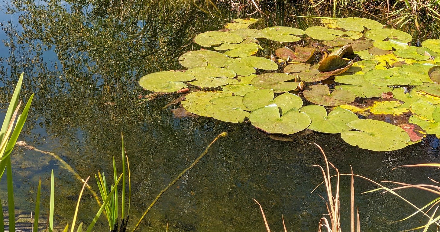 lily pads on a pond