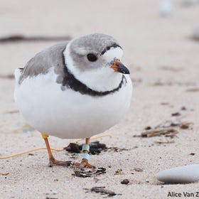 Piping Plover, 15, sets mark for longevity