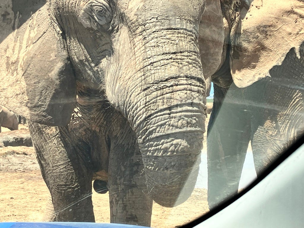 An elephant looking through the windscreen on a car An elephant looking through the windscreen on a car