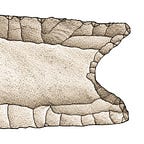 Anthropology.net