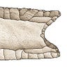 Anthropology.net