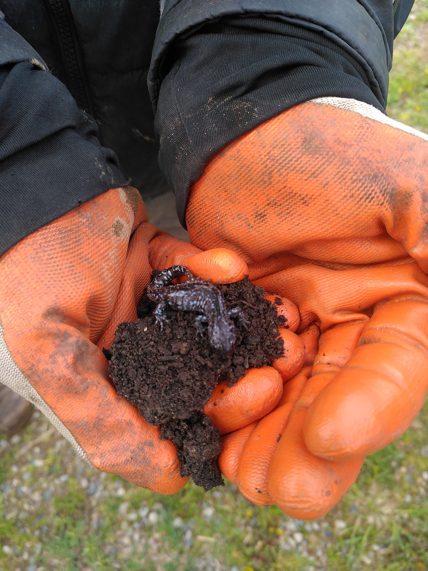 with dispelling the apocalyptic vibes (at least I got the memo on the colour scheme). Bright Orange work gloves clasp a pile of dirt atop which a small black salamander sits.
