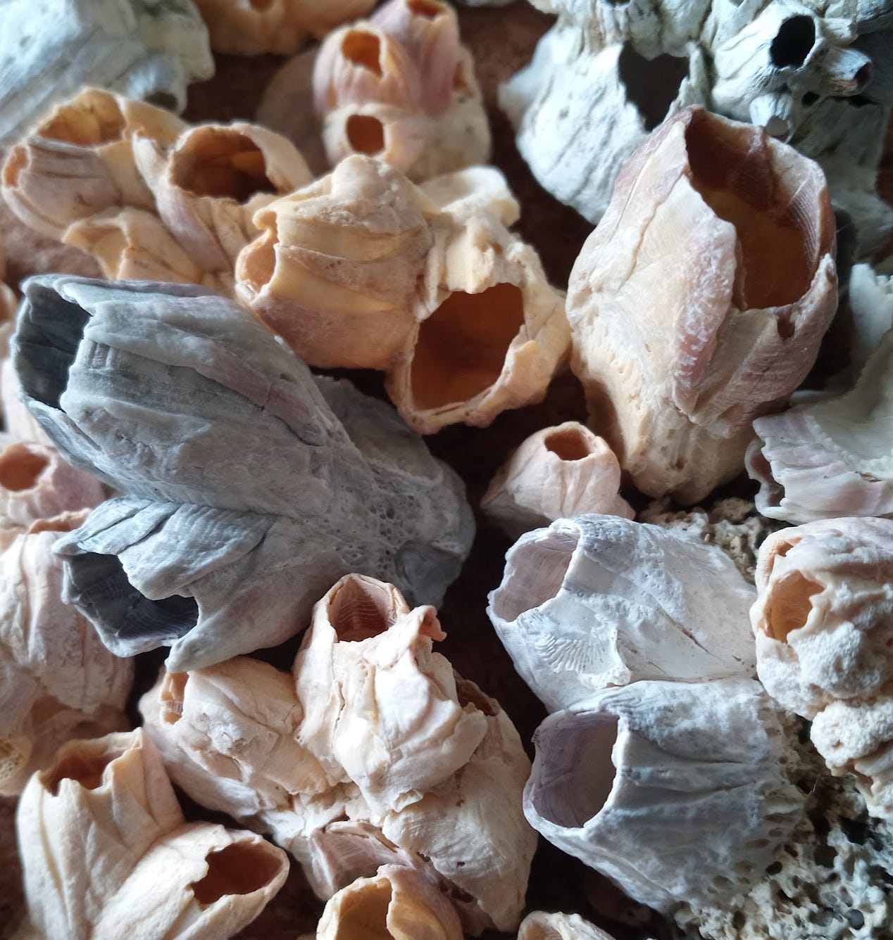 A collection of barnacle tests of various sizes and colors. A collection of barnacle tests of various sizes and colors.