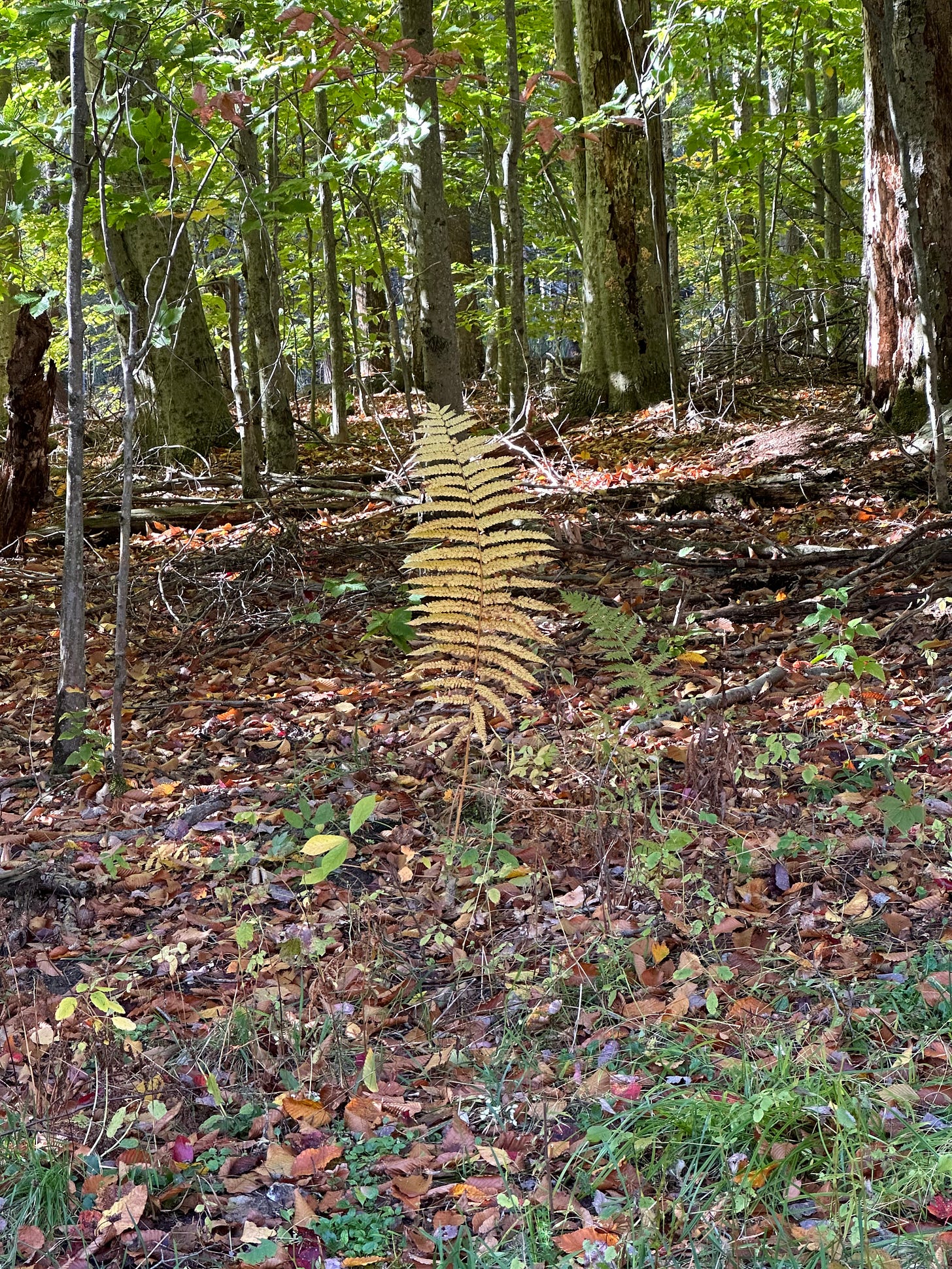 yellow plant standing tall in fall