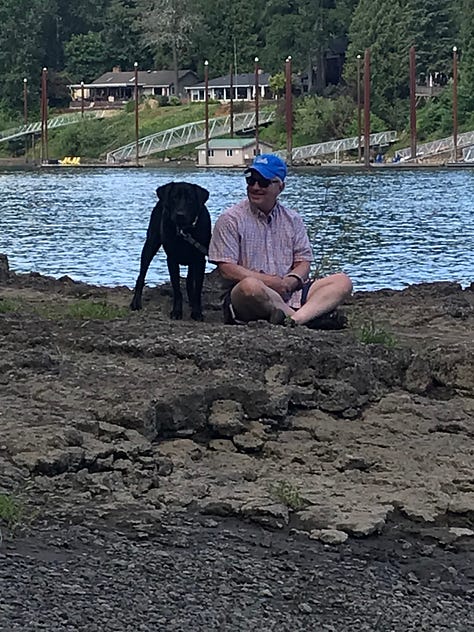 River with Black Labrador dog swimming, walking, fetching, playing, and enjoying life in Oregonblack