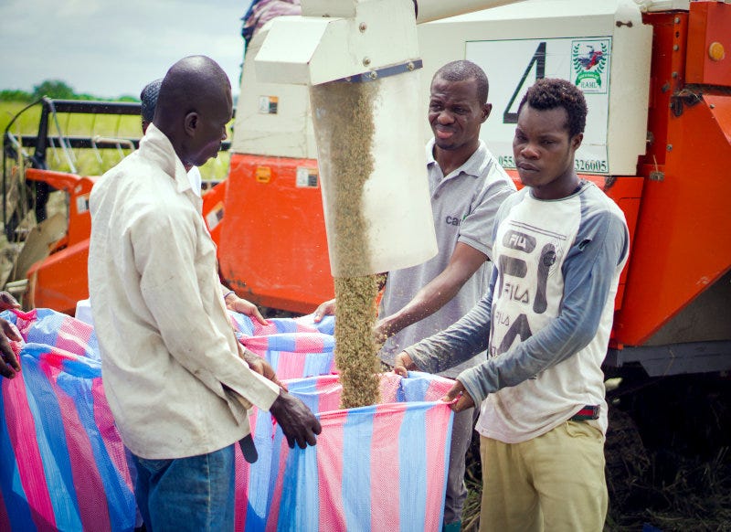 Agro Kings works with over 300 small-scale rice farmers.