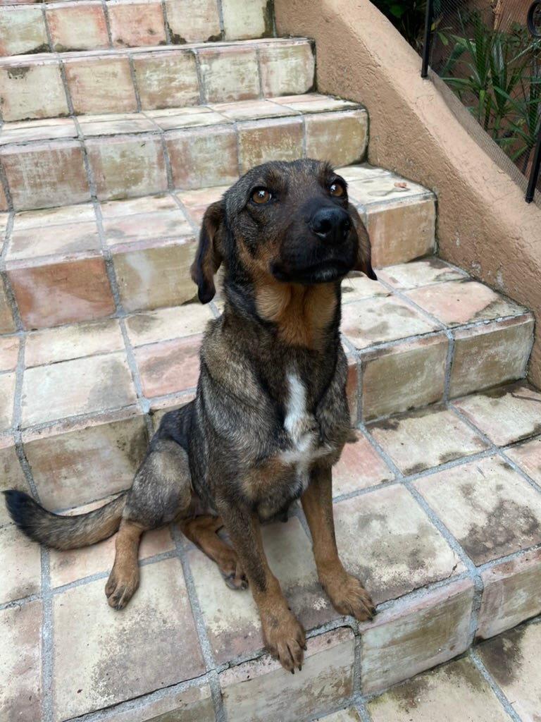 Our dog Tigre sitting on some steps.