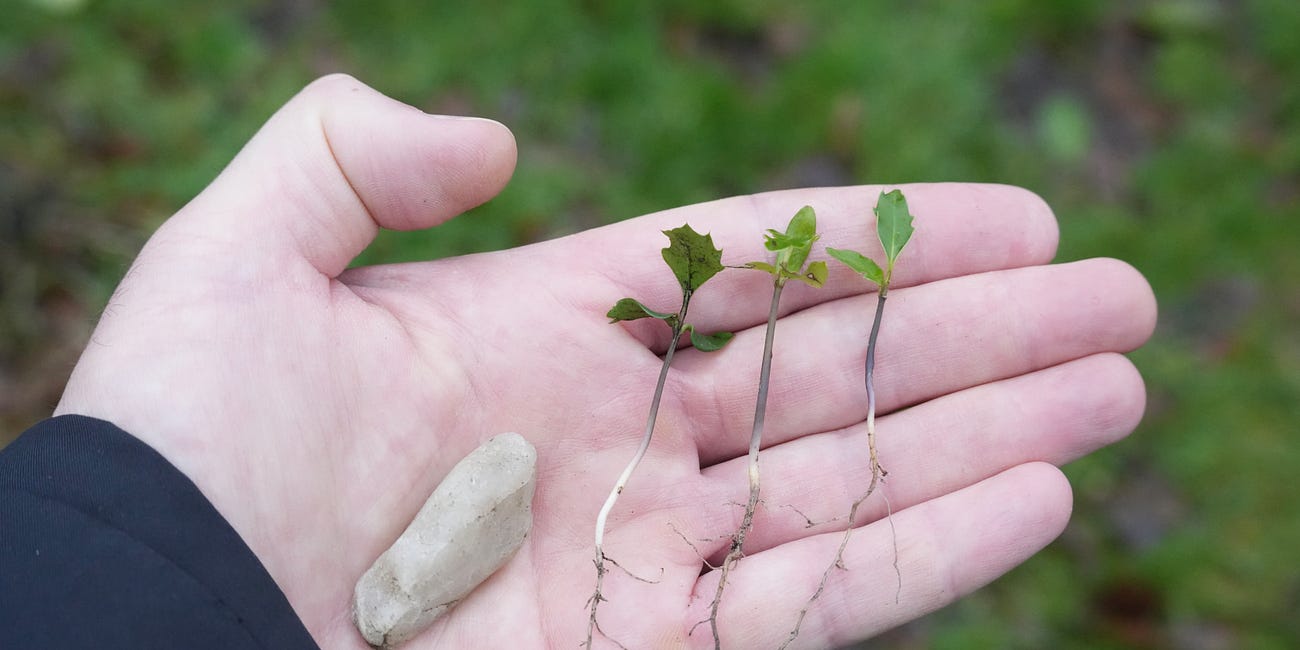 What can you find in your garden?