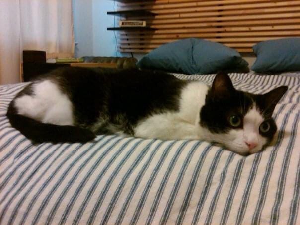 Angelo lying down with his chin resting on the bed.