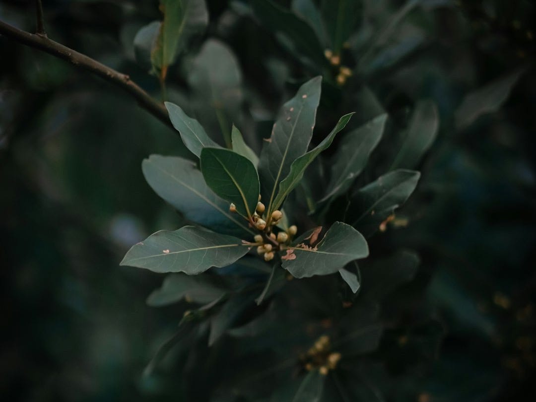Dark green leaves with small yellow buds on a branch